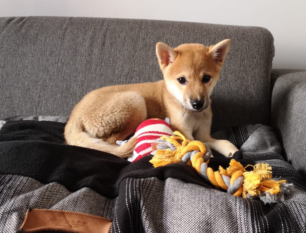 Parlez Vous Chien 3